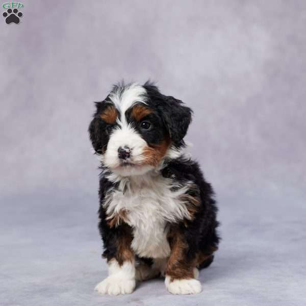 Dylan, Mini Bernedoodle Puppy